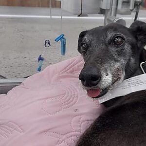 Lavi & Her Family Need Our Help