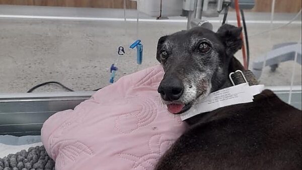 Lavi & Her Family Need Our Help