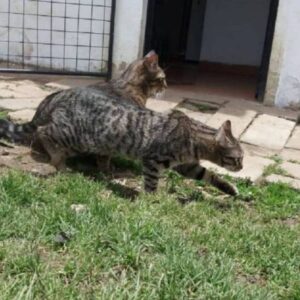 Help for cats