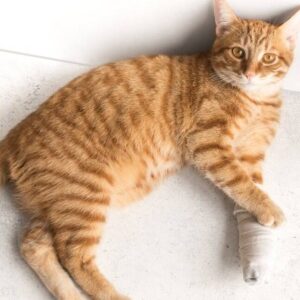 Help for my cat