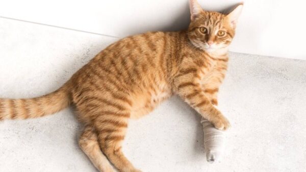 Help for my cat