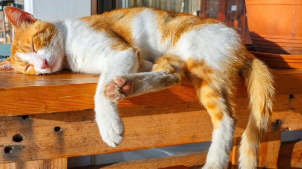 Feeding the Feline Family