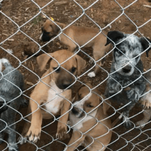 Help rescued dogs stay safe and warm