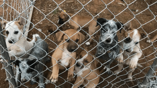 Help rescued dogs stay safe and warm
