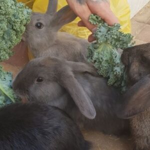 Rescued rabbits need help