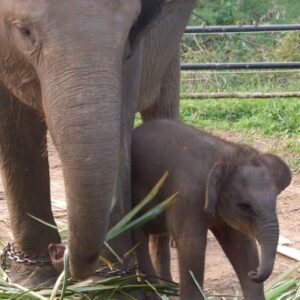 Saving Sumatran Elephants - Food Appeal