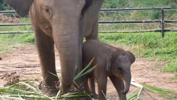 Saving Sumatran Elephants - Food Appeal