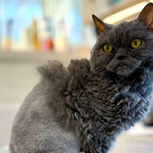 Mabel’s Grumpy Face, Golden Heart — and a Fight for Her Life