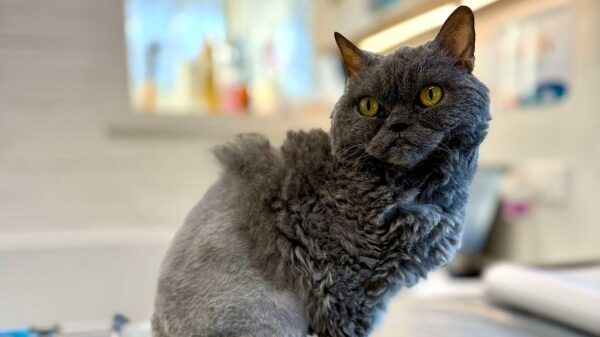 Mabel’s Grumpy Face, Golden Heart — and a Fight for Her Life