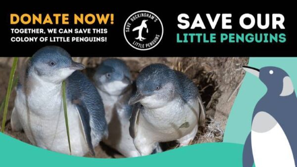 Save Rockingham's Little Penguins