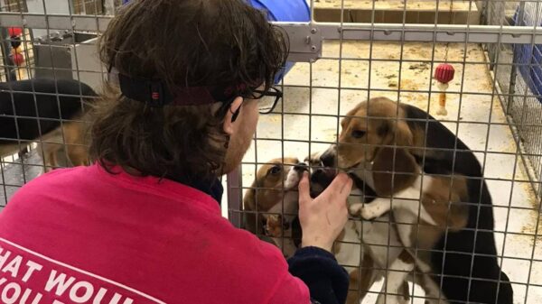 Help Us Put Animal Testing On Trial: Free the MBR Beagles