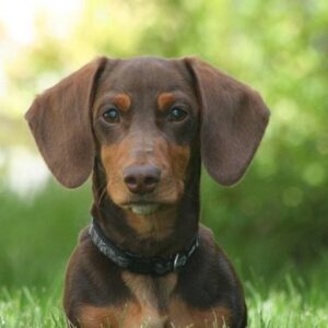 Help Ray get his new house