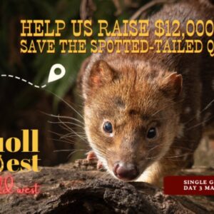 Quoll Quest: Wild West – Help Save the Spotted-tailed Quoll