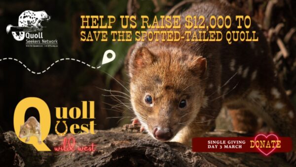 Quoll Quest: Wild West – Help Save the Spotted-tailed Quoll