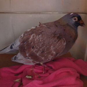Help Us Build an Aviary for Rescued Injured Domestic Pigeons!
