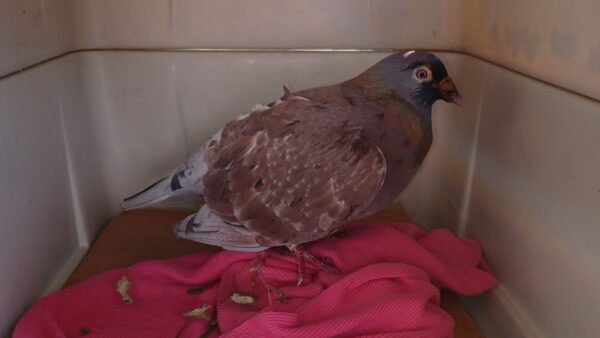 Help Us Build an Aviary for Rescued Injured Domestic Pigeons!