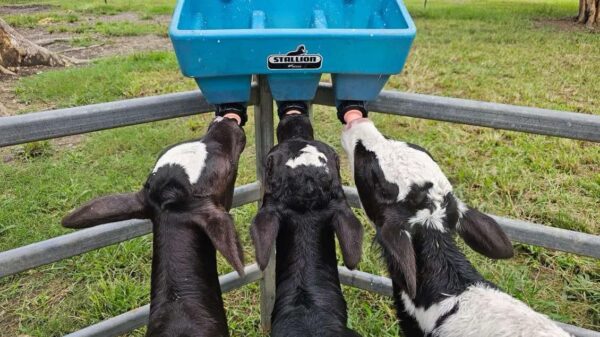 Rescue 4 Calves from the Dairy Industry