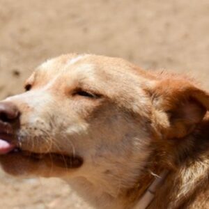 Let's make it Dino's turn to find his forever home!