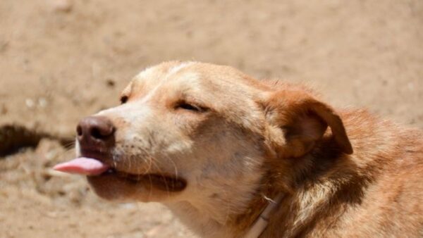 Let's make it Dino's turn to find his forever home!
