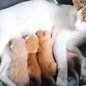 Help for this beautiful cat.