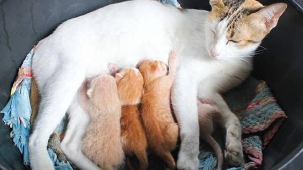 Help for this beautiful cat.