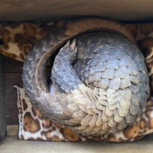 Save wild animals from illegal trade