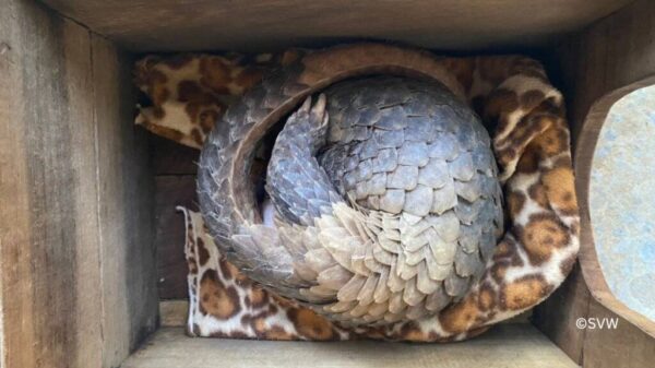 Save wild animals from illegal trade