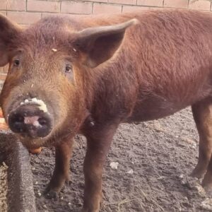 Help Rosie's Recovery: Support with Vet Bills