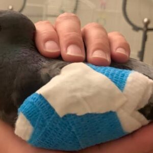 Help Us Build an Aviary So We Can Rescue More Pigeons!