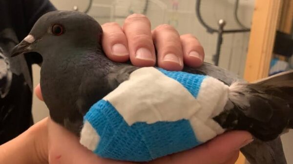 Help Us Build an Aviary So We Can Rescue More Pigeons!
