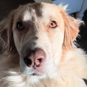 Help to stalk food for stray animals