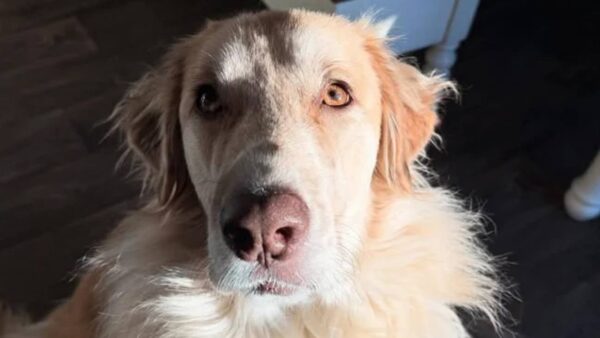 Help to stalk food for stray animals