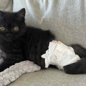 Help Our Special Nessa Girl