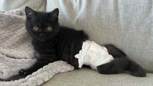 Help Our Special Nessa Girl