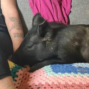 Help build a Special Needs Barn for Vulnerable Rescue Pigs.
