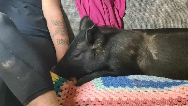 Help build a Special Needs Barn for Vulnerable Rescue Pigs.