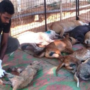 A Rabies Free Mannar - Catch Neuter Vaccinate Release
