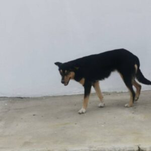 Donate to support our dog foundation