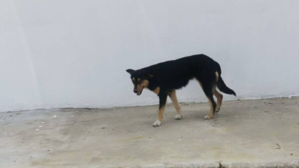 Donate to support our dog foundation