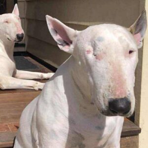 Help Miss Piggy Get the Dental & Surgery She Desperately Needs