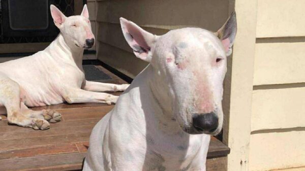 Help Miss Piggy Get the Dental & Surgery She Desperately Needs