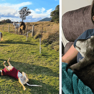 Help us cover our horse and greyhound vet costs