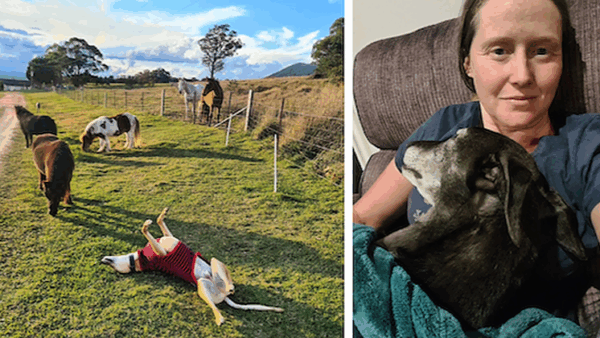 Help us cover our horse and greyhound vet costs