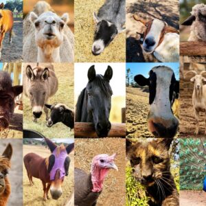 Save Our Sanctuary: URGENT Call For Support