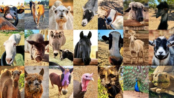 Save Our Sanctuary: URGENT Call For Support