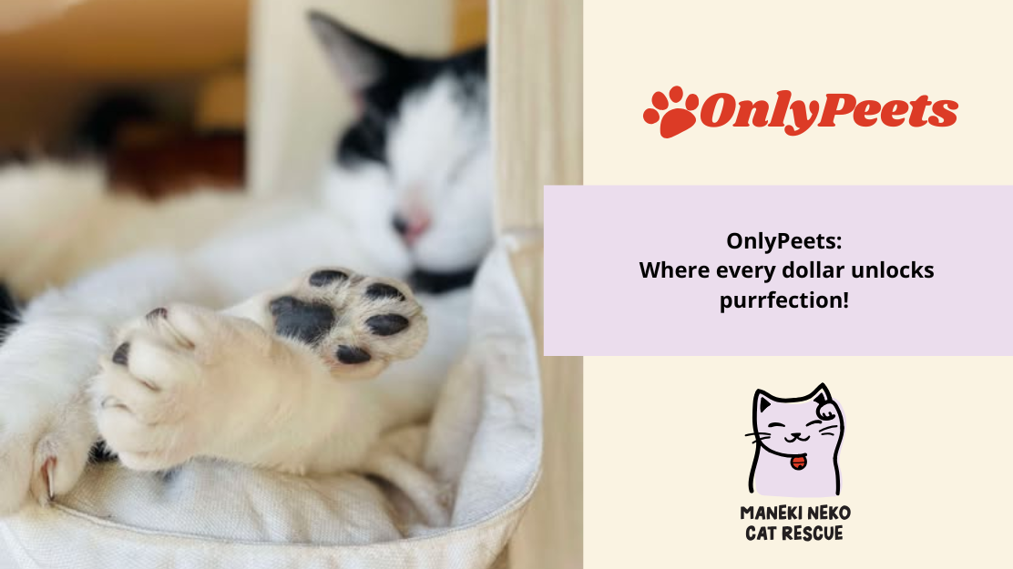 OnlyPeets – A Toe-tally Pawsome Fundraiser for Maneki Neko Cat Rescue!