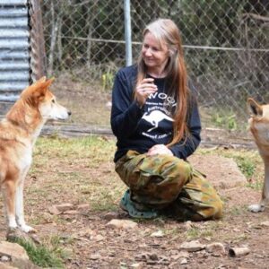 Urgently need more rescued dingo enclosures!