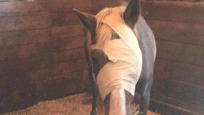 Buttercup’s (pony) Eye Surgery