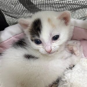 Rhea & Calcifer Need Your Love And Support-URGENT FUNDRAISER