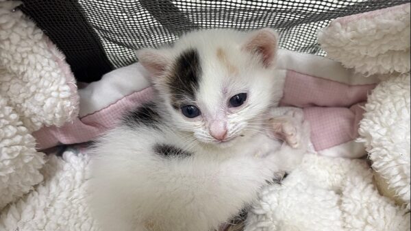 Rhea & Calcifer Need Your Love And Support-URGENT FUNDRAISER